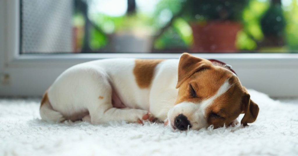 9 reasons puppies breathe 100200 fast sleep breaths/minute