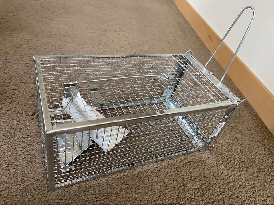 What poison kills rats instantly? Passion Plans